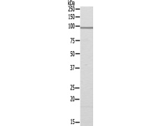 兔抗CEP95多克隆抗体