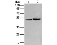 兔抗ZPLD1多克隆抗体  