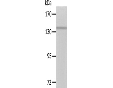 兔抗CEP135多克隆抗体