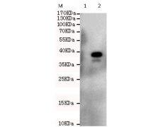 小鼠抗CCND2单克隆抗体