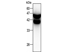 小鼠抗CDC42单克隆抗体