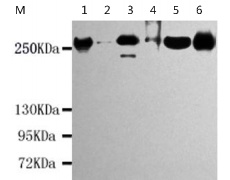 小鼠抗CHD4单克隆抗体   