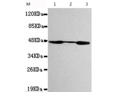 小鼠抗CKMT1B单克隆抗体  
