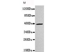 小鼠抗CKMT2单克隆抗体  