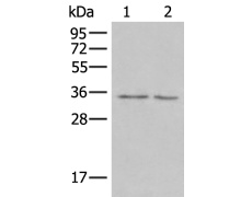 小鼠抗CLIC1单克隆抗体  