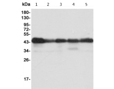 小鼠抗CREB1单克隆抗体  
