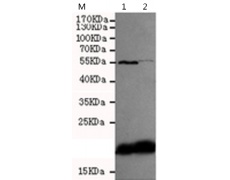 小鼠抗CXCL8单克隆抗体