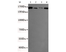 小鼠抗DCTN1(N-term)单克隆抗体   