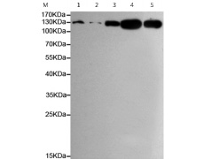 小鼠抗DDB1单克隆抗体  