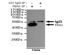 小鼠抗FEN1单克隆抗体 