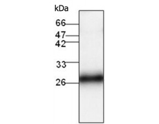 小鼠抗FHL2单克隆抗体