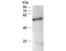 小鼠抗FOXP3单克隆抗体