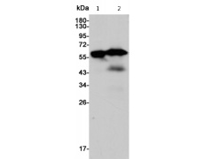 小鼠抗GAD2单克隆抗体  