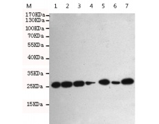 小鼠抗GRB2单克隆抗体  