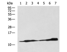 小鼠抗H2BC11单克隆抗体  