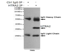 小鼠抗HTRA2单克隆抗体