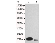 小鼠抗LIN28A单克隆抗体  