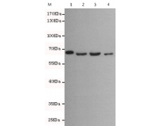 小鼠抗LMNB1单克隆抗体  
