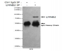 小鼠抗LMNB2单克隆抗体   