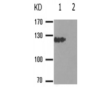 兔抗JAK2(Phospho-Tyr931) 多克隆抗体