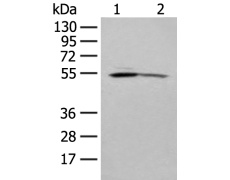 兔抗KLF10多克隆抗体