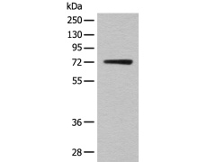 兔抗KLHL36多克隆抗体
