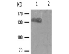 兔抗ABL1(Phospho-Tyr245) 多克隆抗体