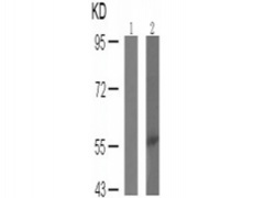 兔抗LCK (phospho-Tyr505)多克隆抗体