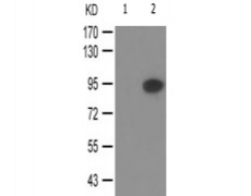 兔抗ADAM17(Phospho-Thr735) 多克隆抗体