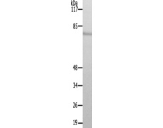 兔抗LIMK2(Ab-283) 多克隆抗体