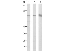 兔抗ACTN1/2/3/4多克隆抗体