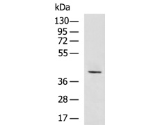 兔抗ACKR3多克隆抗体