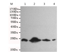 小鼠抗RAB4A单克隆抗体