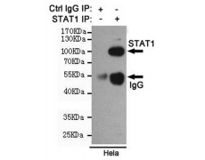 小鼠抗STAT1单克隆抗体