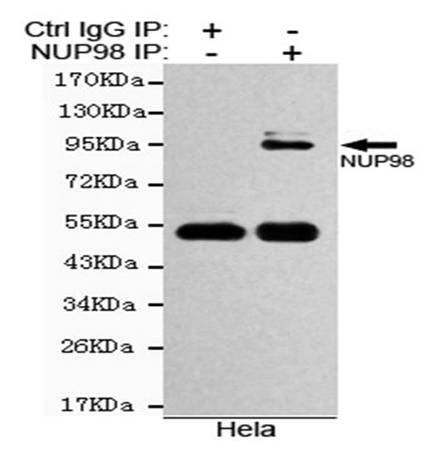 小鼠抗NUP98单克隆抗体