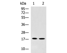 兔抗HSPB2多克隆抗体
