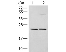 兔抗DNAJC12多克隆抗体