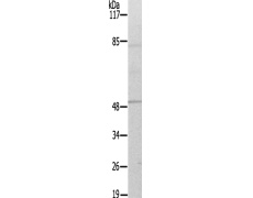 兔抗DPYSL2(Ab-509) 多克隆抗体