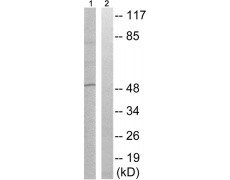 兔抗DPYSL2(Phospho-Thr509) 多克隆抗体