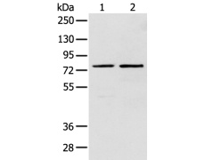 兔抗DTX1多克隆抗体