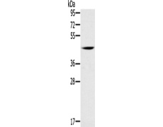 兔抗DUSP10多克隆抗体