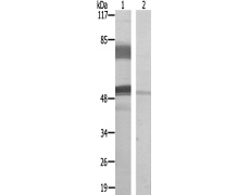 兔抗EFEMP2多克隆抗体