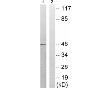 兔抗EFNB1/2/3(Phospho-Tyr324) 多克隆抗体