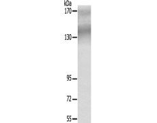 兔抗EGFR(Ab-1172) 多克隆抗体