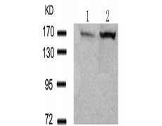 兔抗EGFR (Phospho-Tyr1197)多克隆抗体