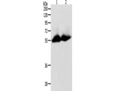 兔抗MMP11多克隆抗体