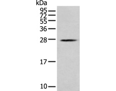 兔抗MOB1B多克隆抗体