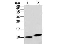 兔抗MPC1多克隆抗体