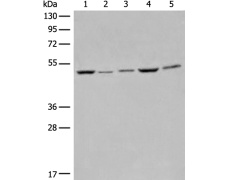兔抗EIF4A3多克隆抗体