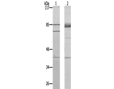 兔抗ELAVL2/4多克隆抗体
